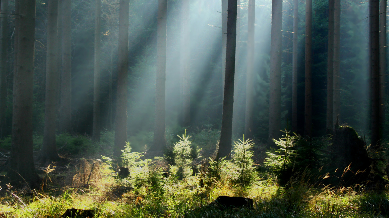 Обои лес, природа, растительность, дерево, солнечный свет в разрешении 1280x720