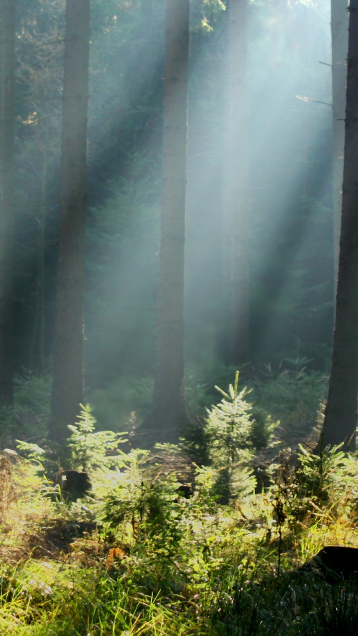Обои лес, природа, растительность, дерево, солнечный свет в разрешении 720x1280