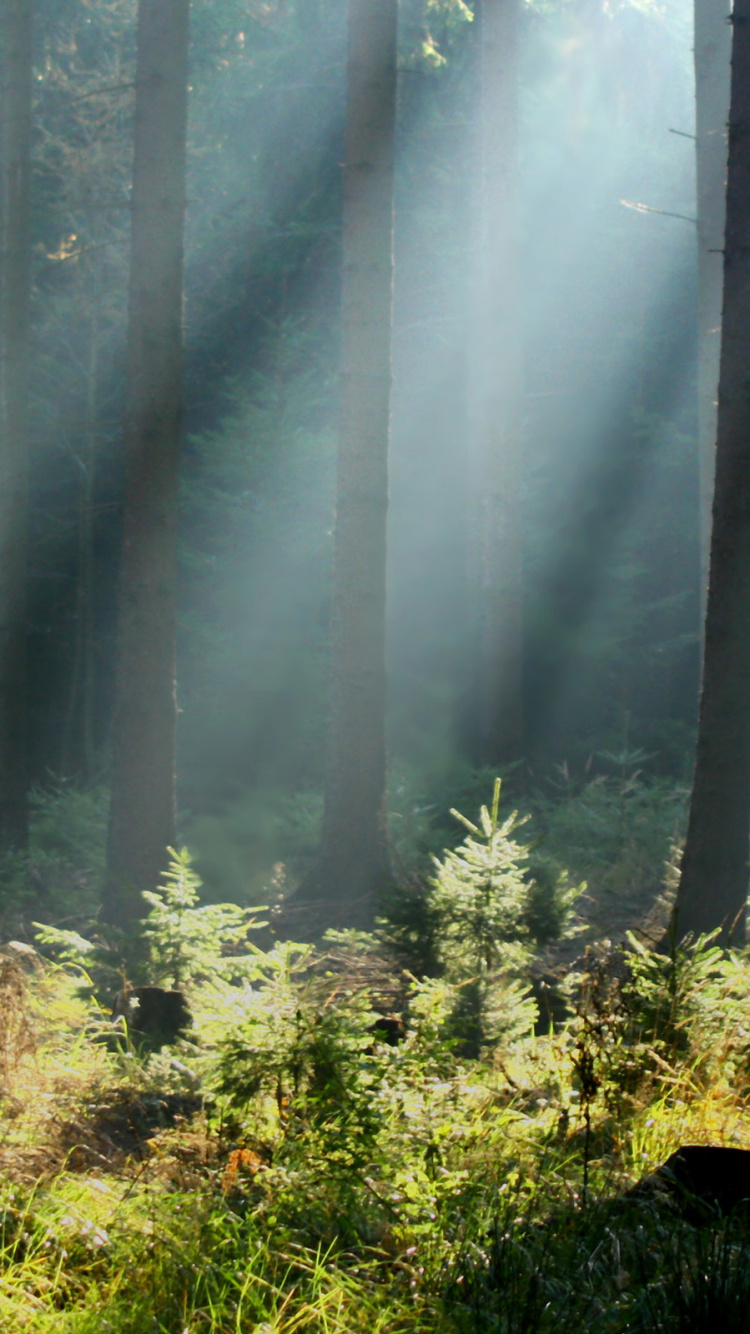 Обои лес, природа, растительность, дерево, солнечный свет в разрешении 750x1334