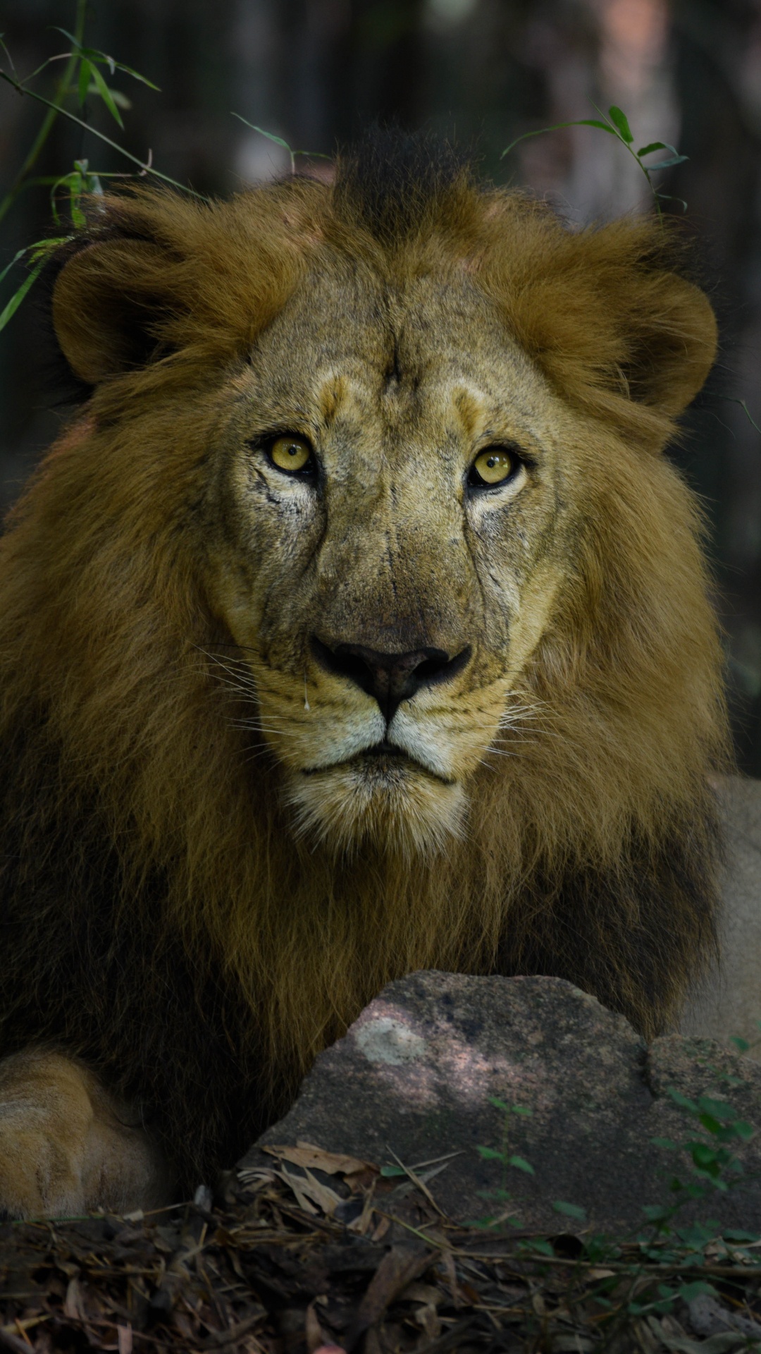 Обои Лев, живая природа, наземные животные, волосы, кошачьих в разрешении 1080x1920