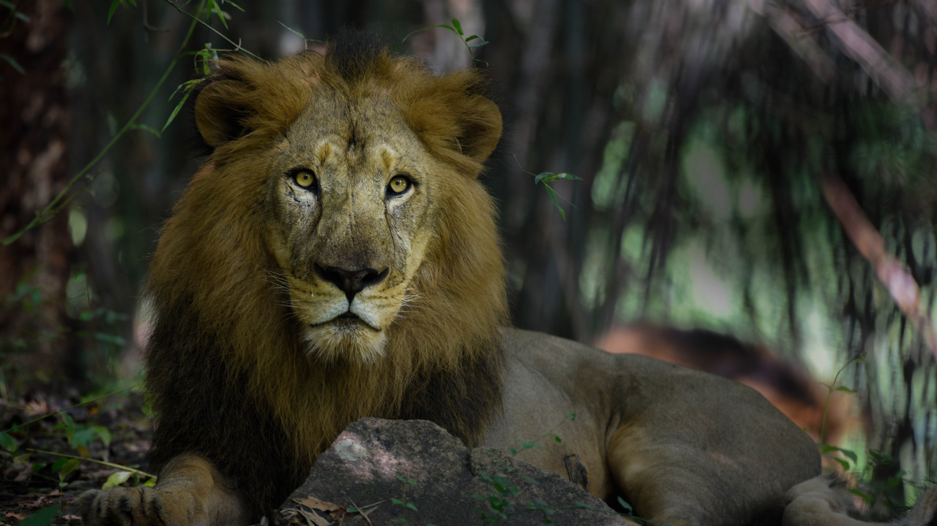 Обои Лев, живая природа, наземные животные, волосы, кошачьих в разрешении 1366x768