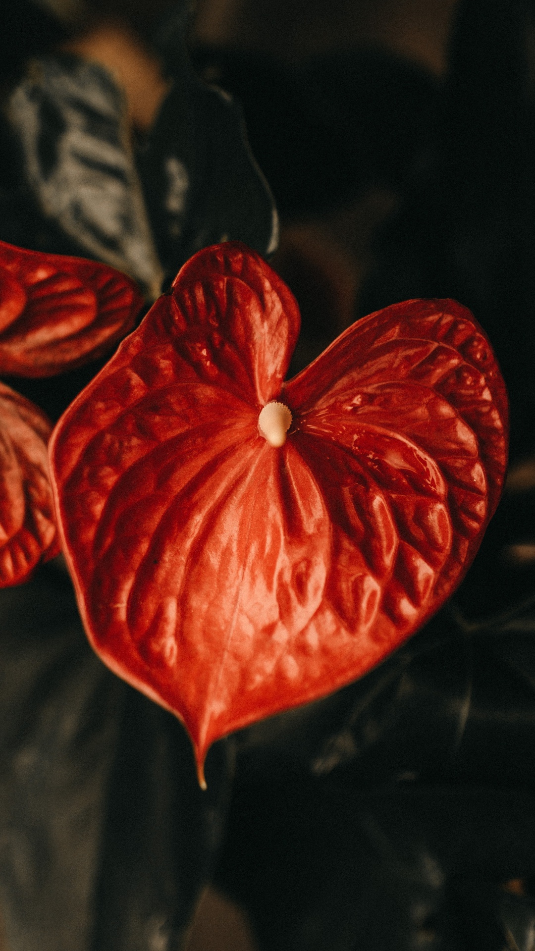 Обои красный цвет, цветок, растение, фрукты, Апельсин в разрешении 1080x1920