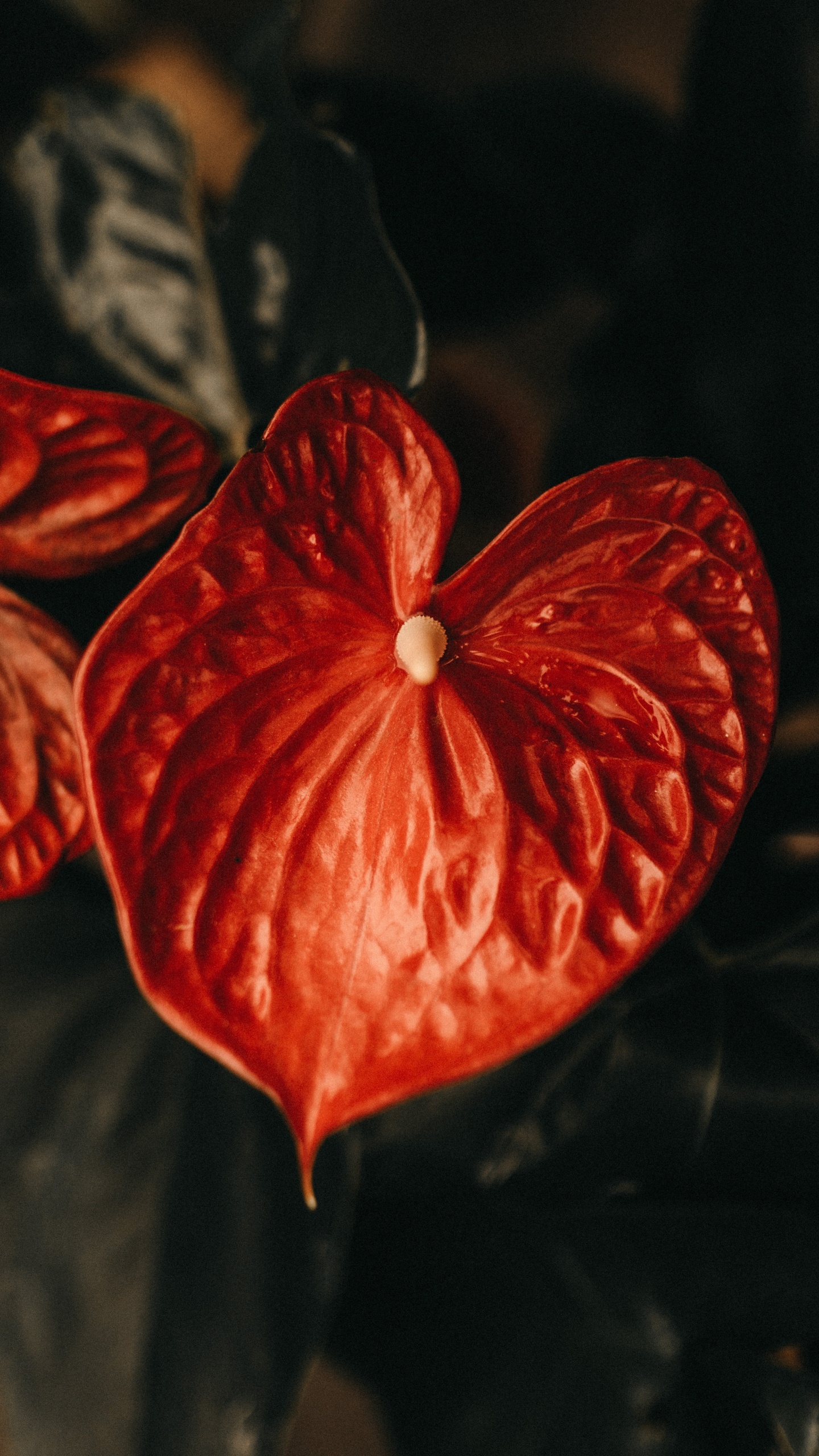 Обои красный цвет, цветок, растение, фрукты, Апельсин в разрешении 1440x2560