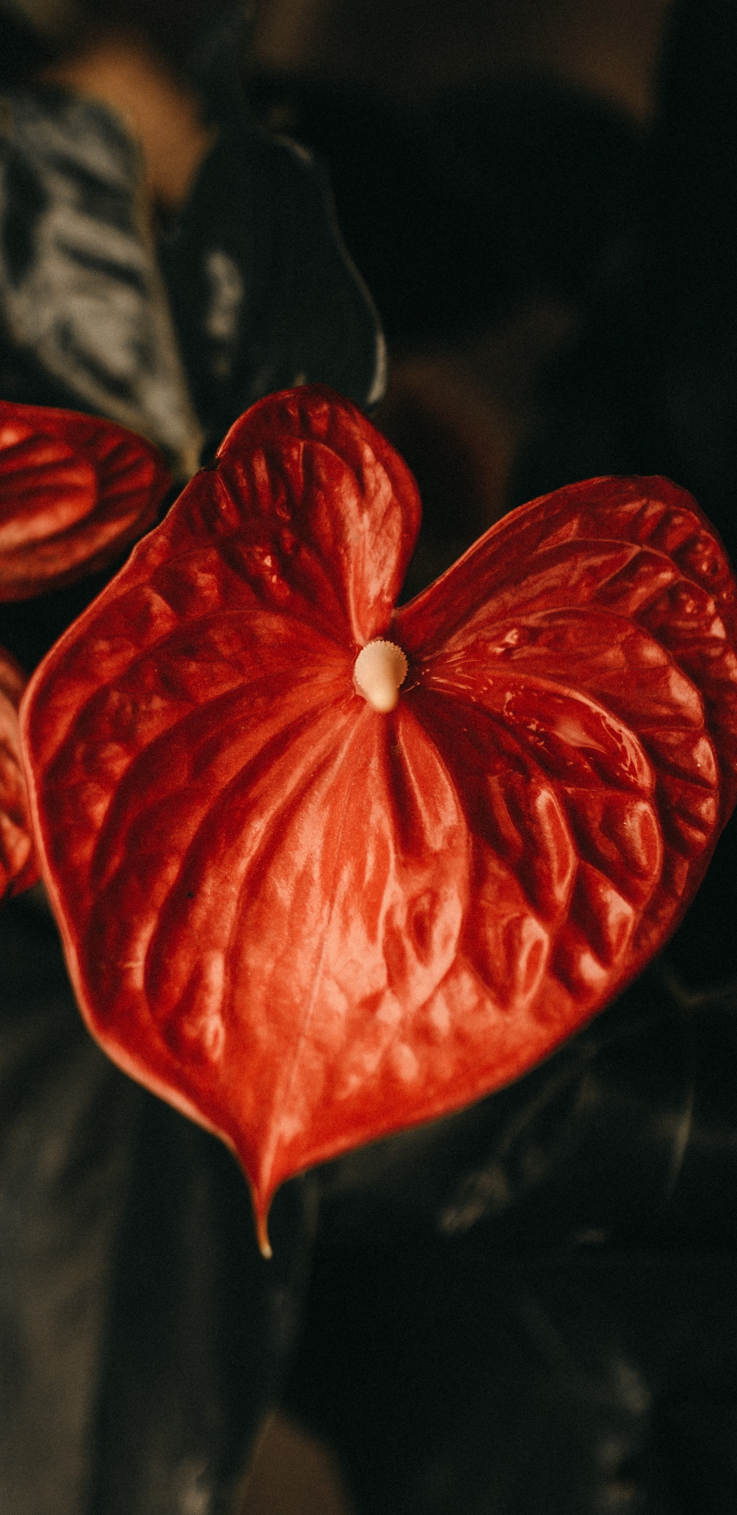 Обои красный цвет, цветок, растение, фрукты, Апельсин в разрешении 1440x2960