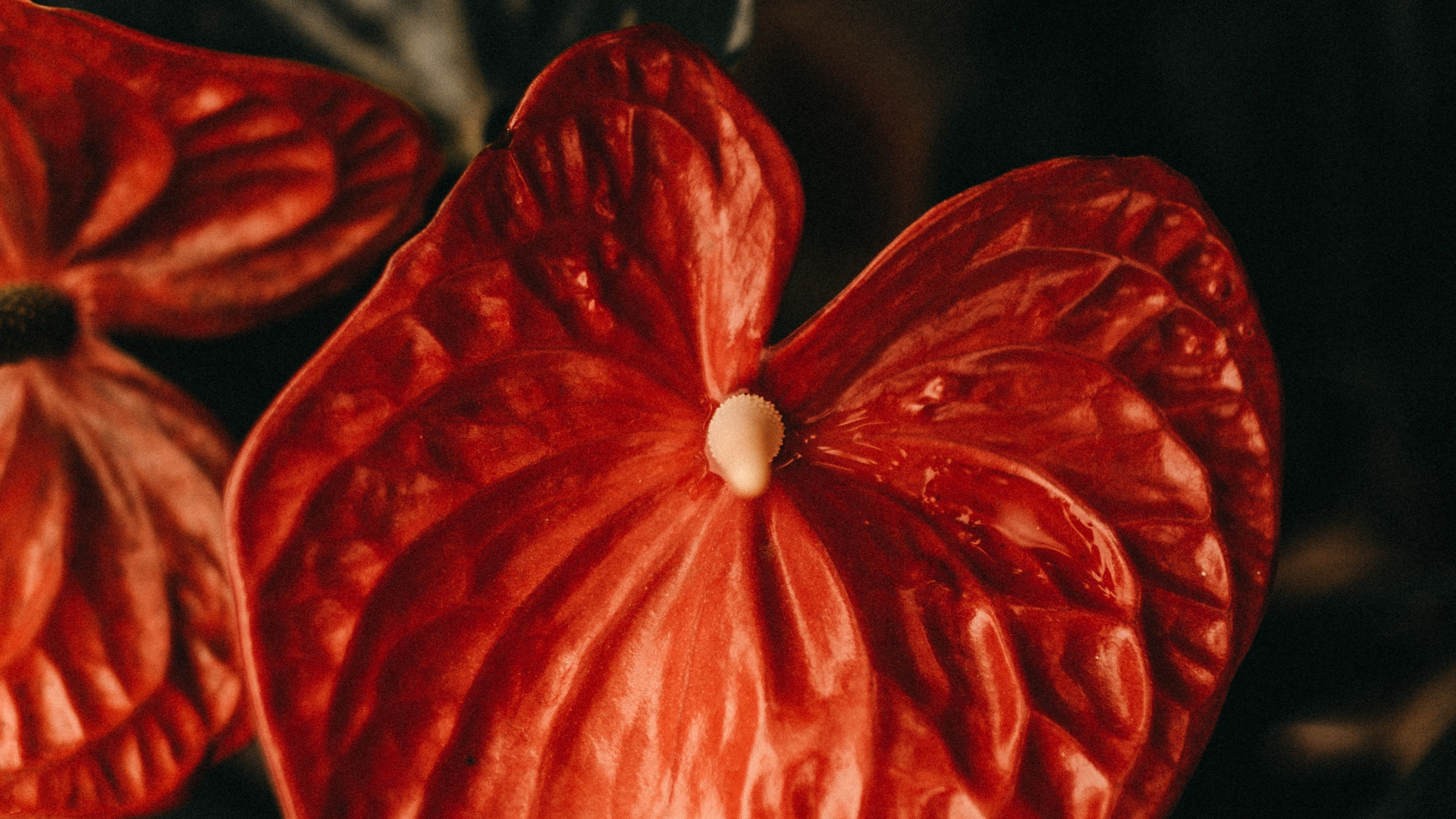 Обои красный цвет, цветок, растение, фрукты, Апельсин в разрешении 1920x1080