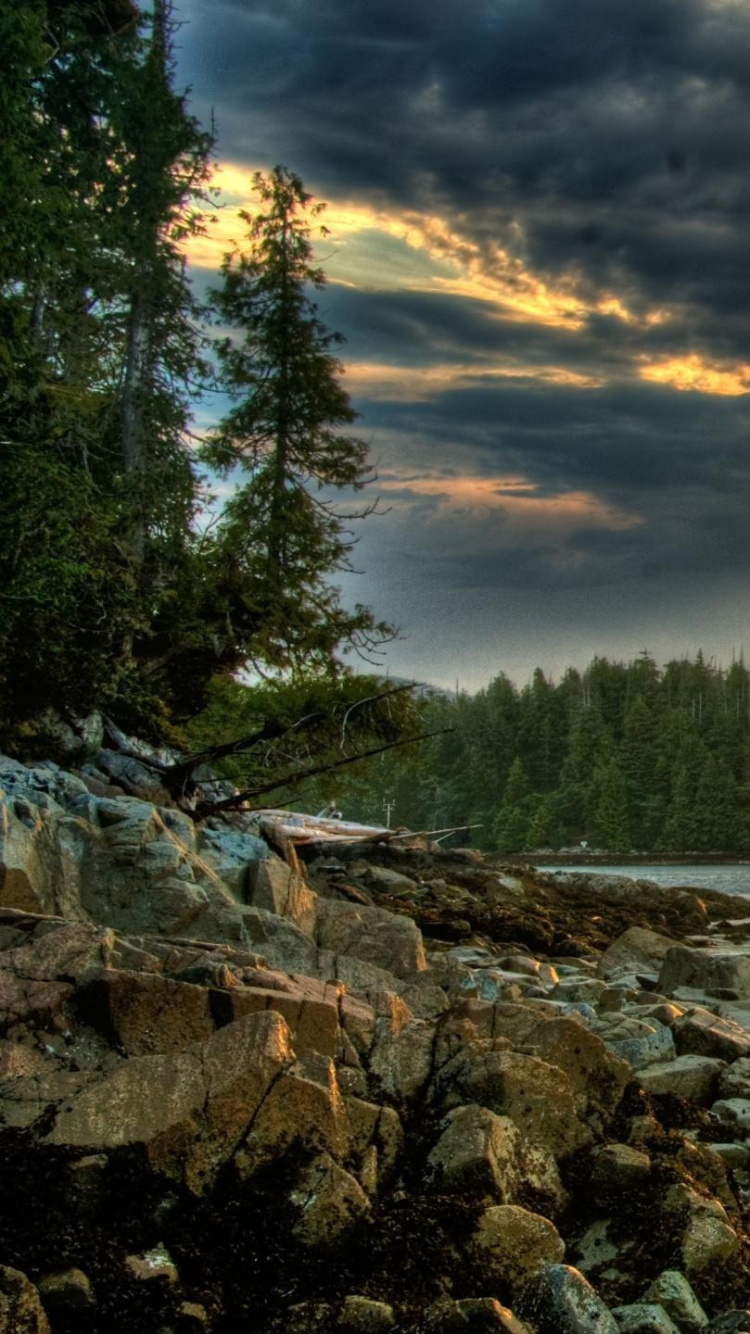 Обои природа, вода, утро, озеро, лес в разрешении 750x1334