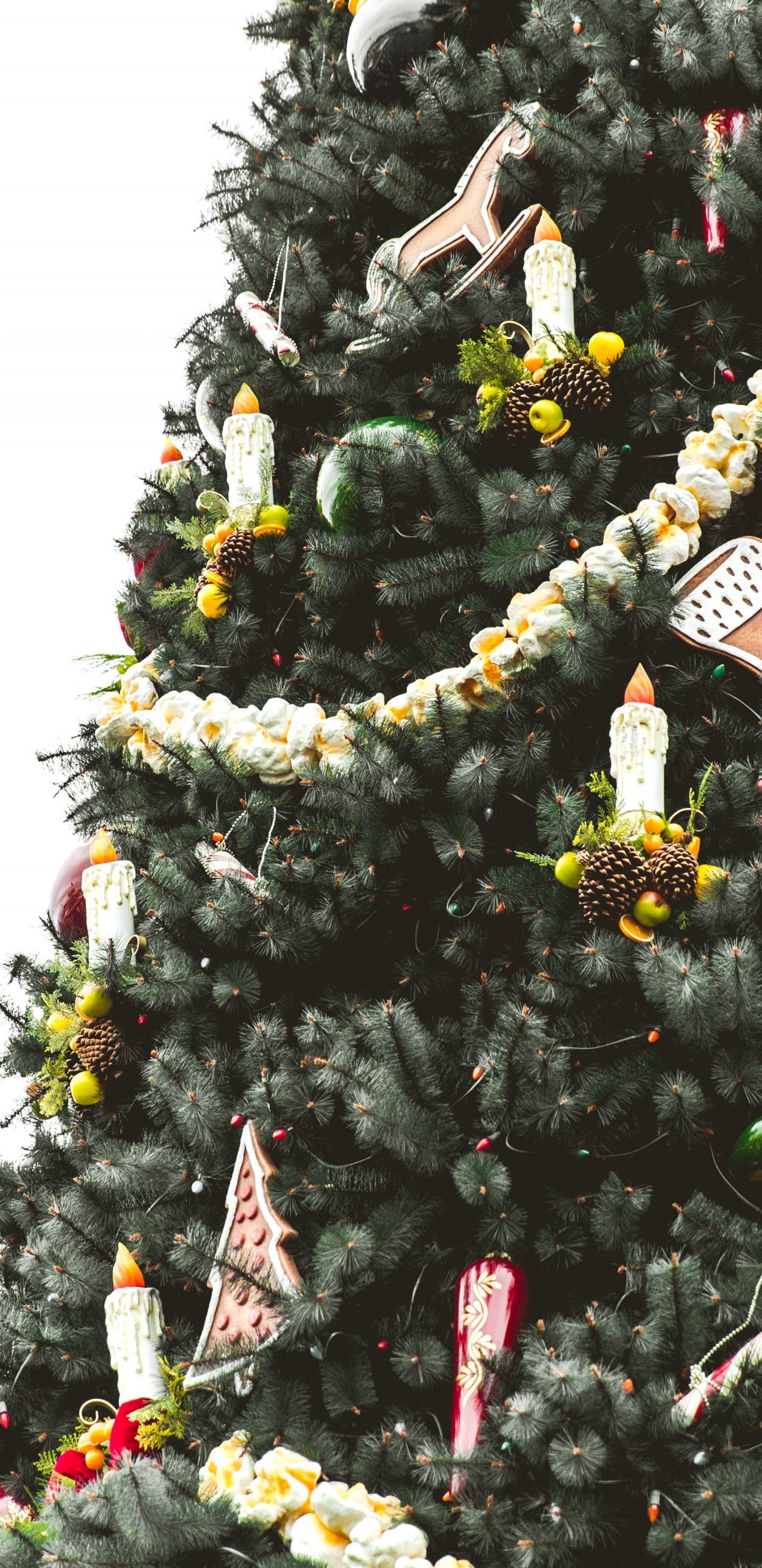 Обои елка, Рождественский день, Рождество и курортный сезон, дерево, растение в разрешении 1440x2960