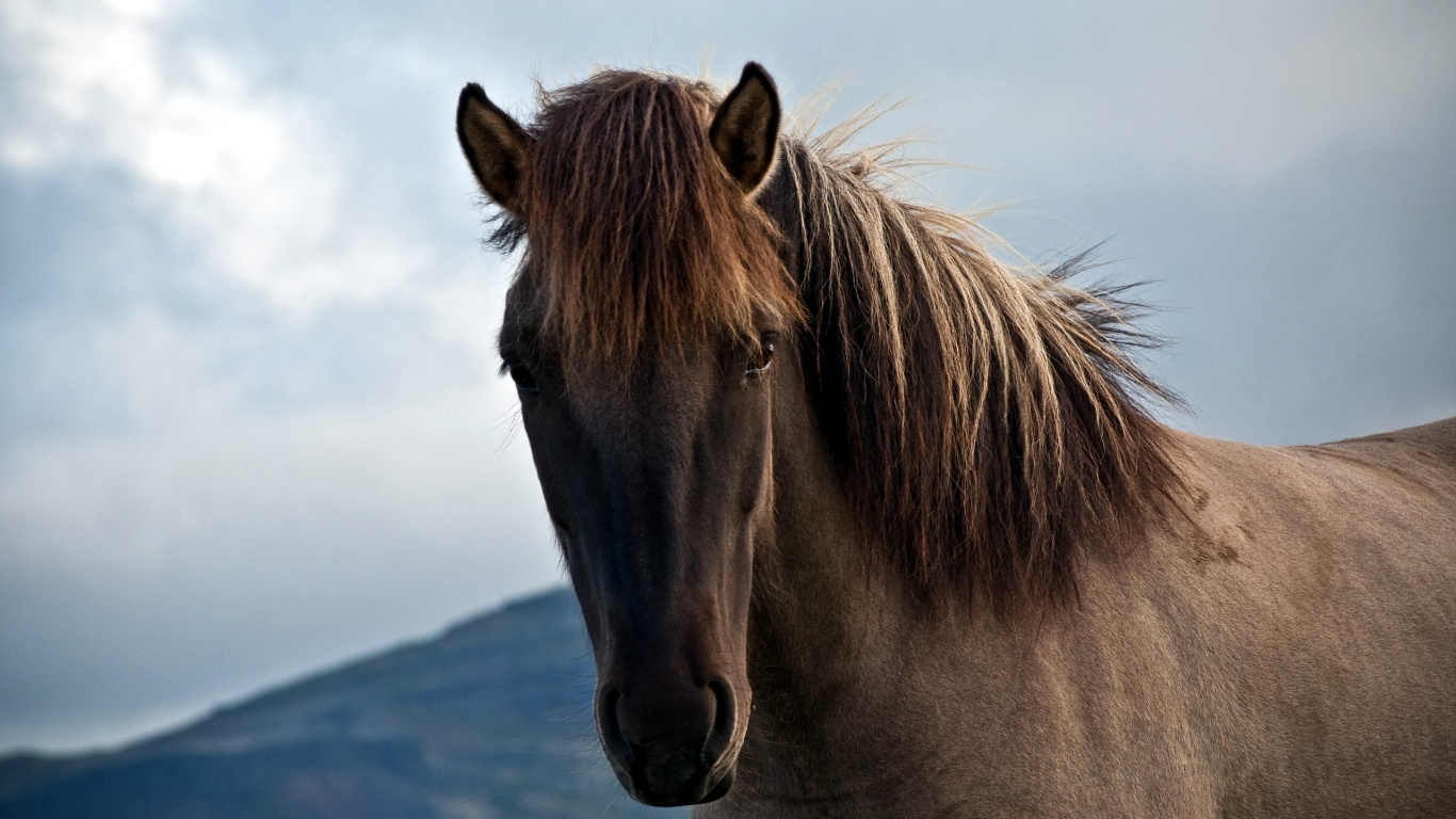 Обои конь, кобыла, жеребец, грива, Мустанг лошадь в разрешении 1366x768
