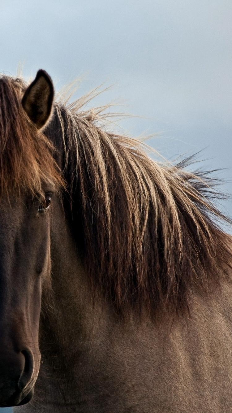 Обои конь, кобыла, жеребец, грива, Мустанг лошадь в разрешении 750x1334