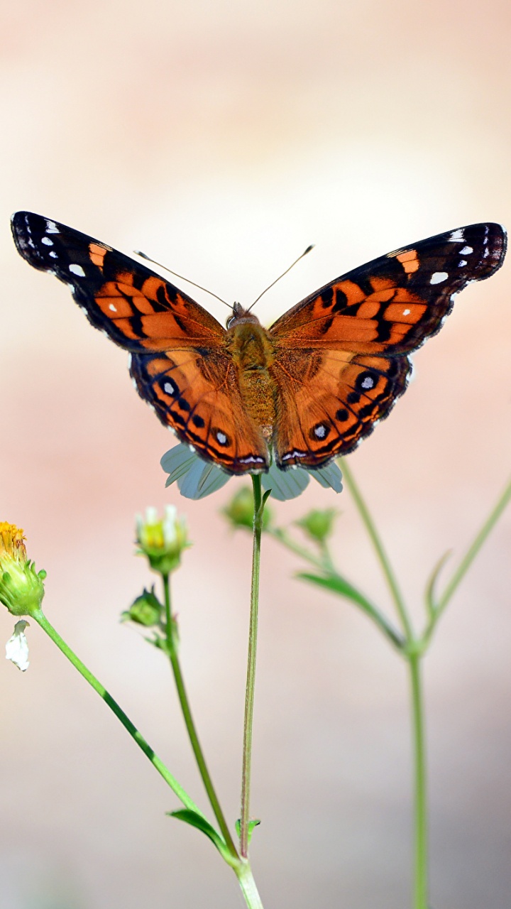 Обои насекомое, антенна, мотыльки и бабочки, бабочка, беспозвоночных в разрешении 720x1280