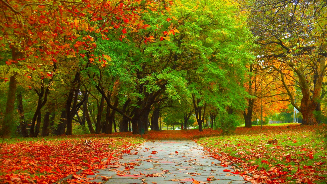 Обои дерево, осень, природа, лист, листопадные в разрешении 1366x768