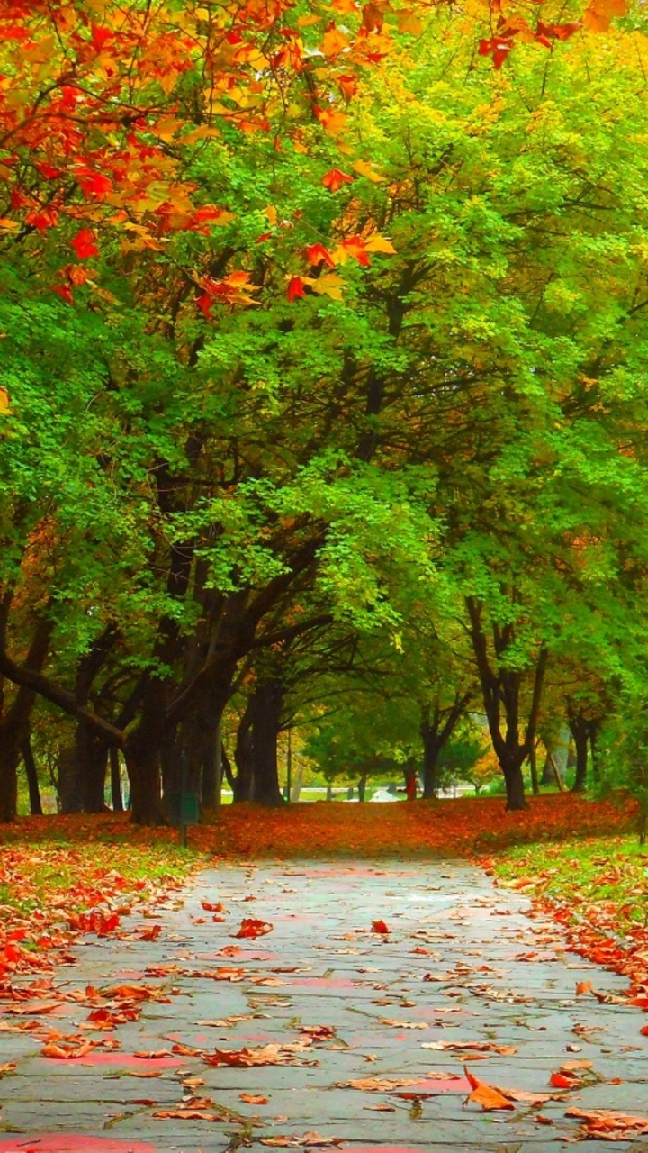 Обои дерево, осень, природа, лист, листопадные в разрешении 720x1280