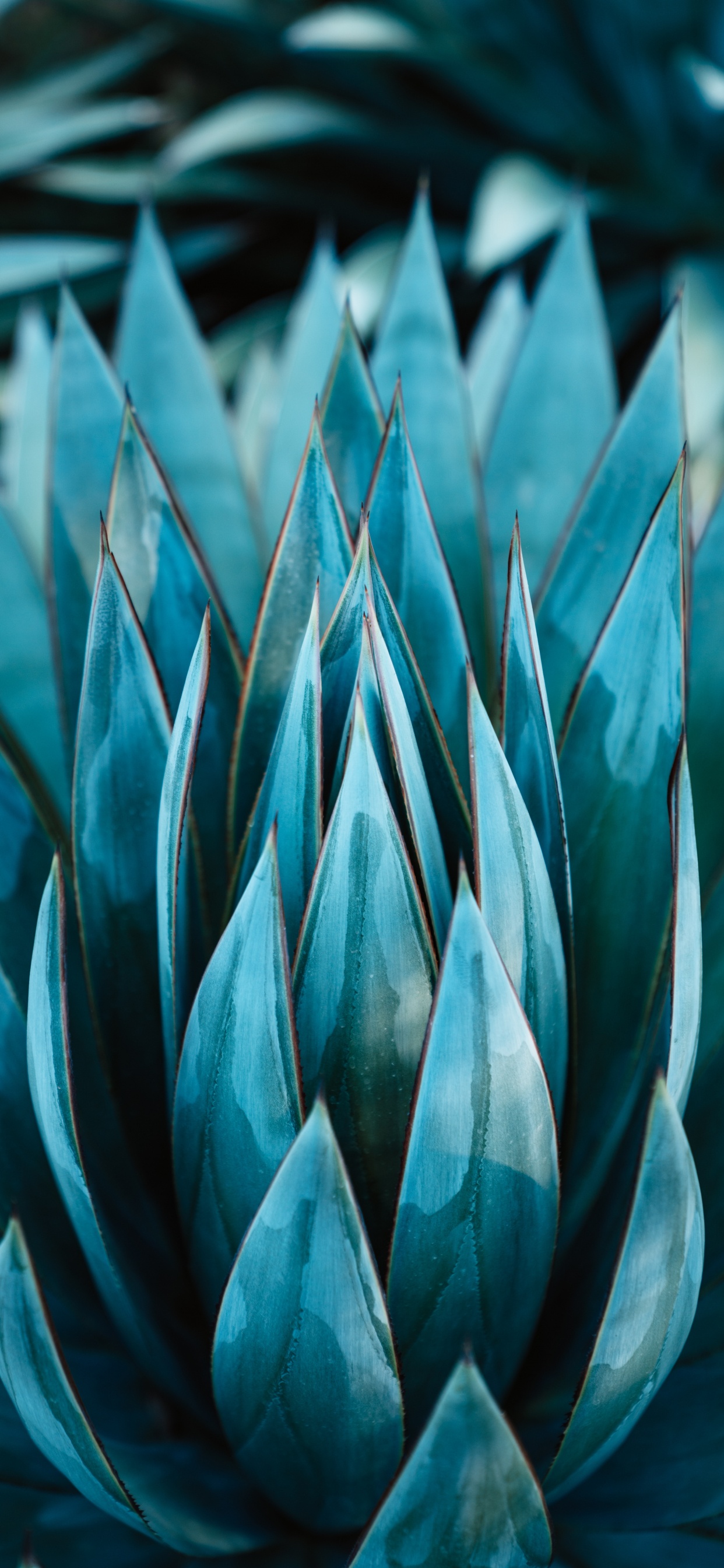 Обои кувшинка, ботаники, агавы Асуль, растение, чирок в разрешении 1242x2688