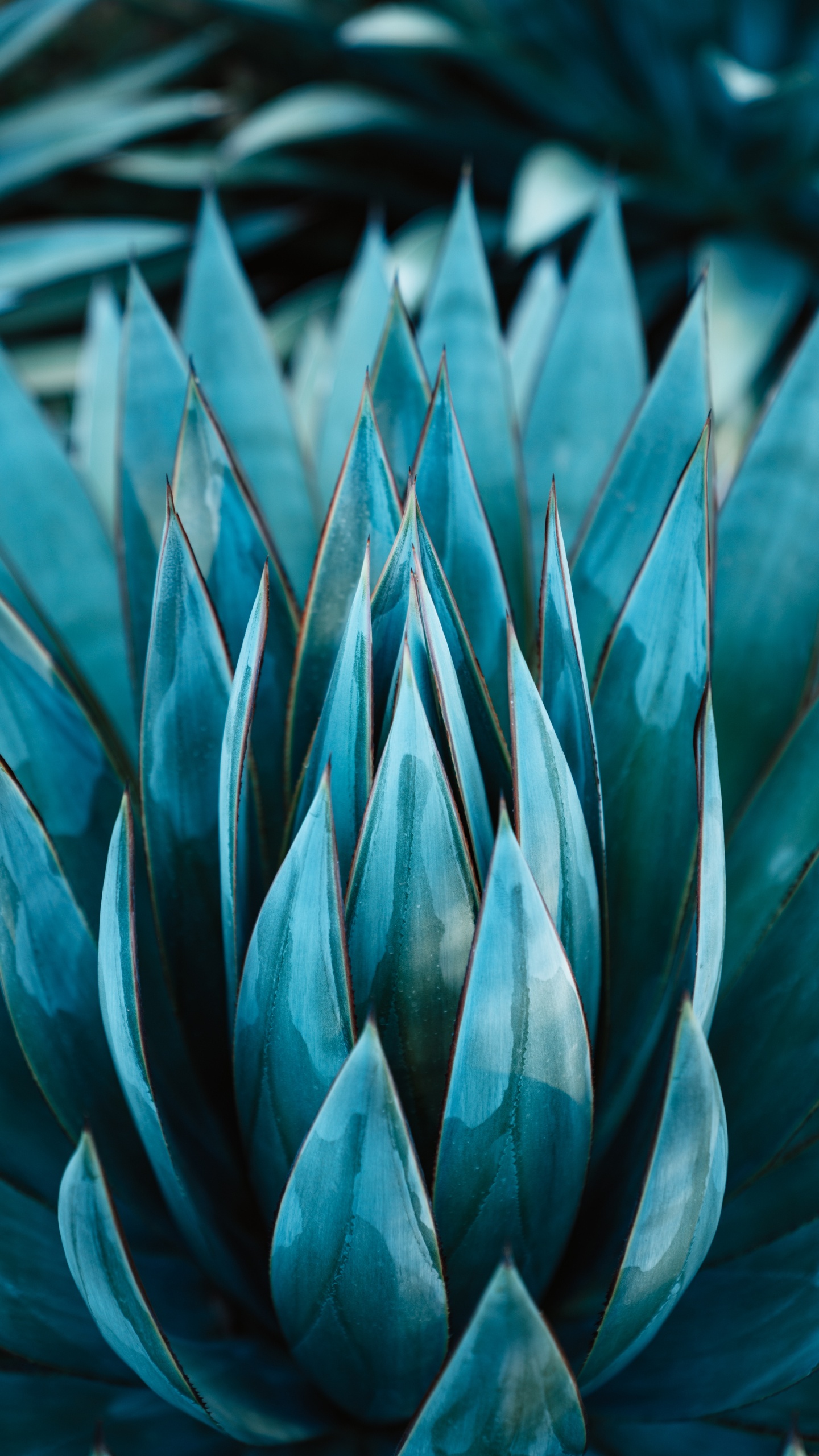 Обои кувшинка, ботаники, агавы Асуль, растение, чирок в разрешении 1440x2560