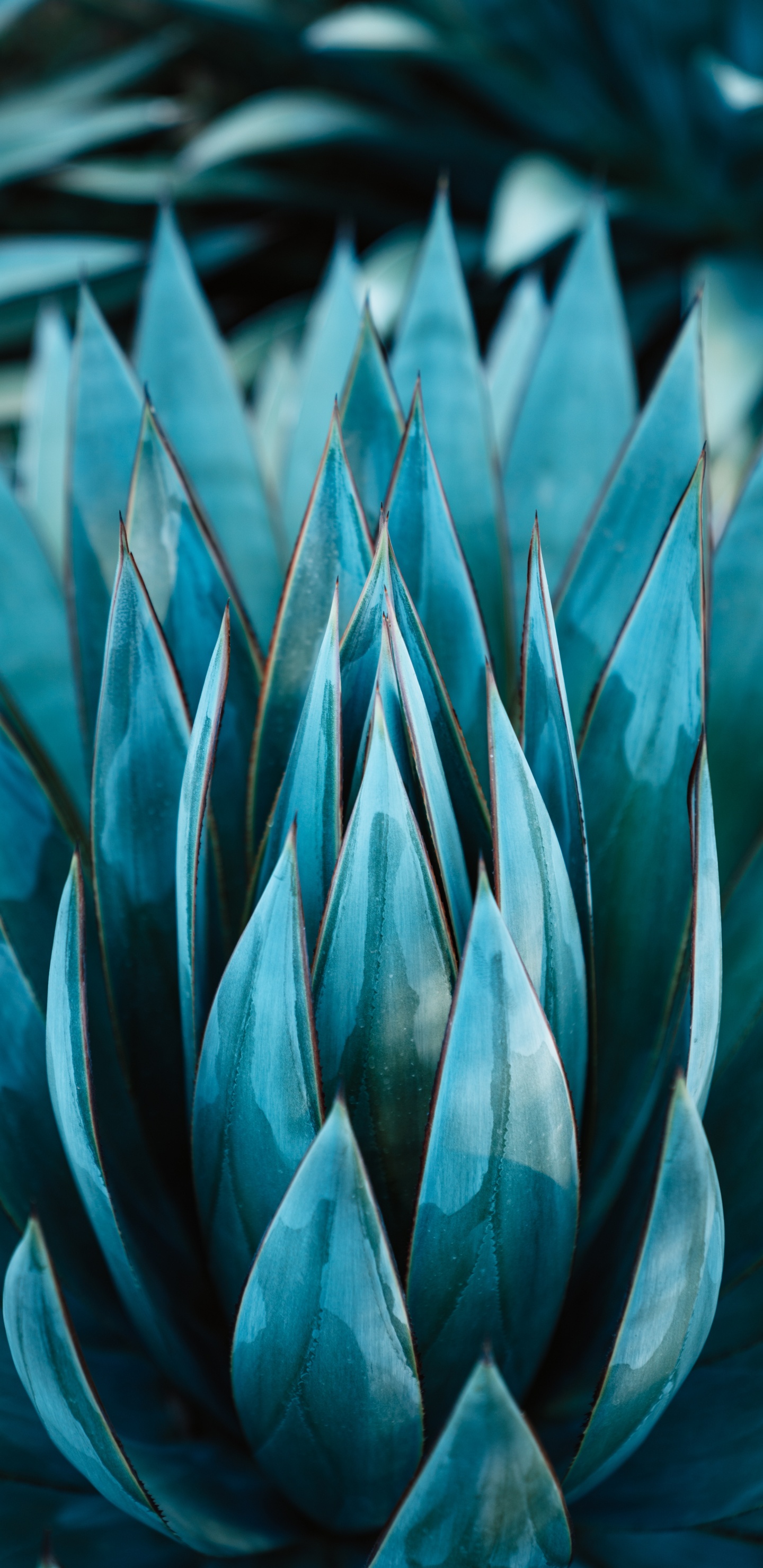 Обои кувшинка, ботаники, агавы Асуль, растение, чирок в разрешении 1440x2960