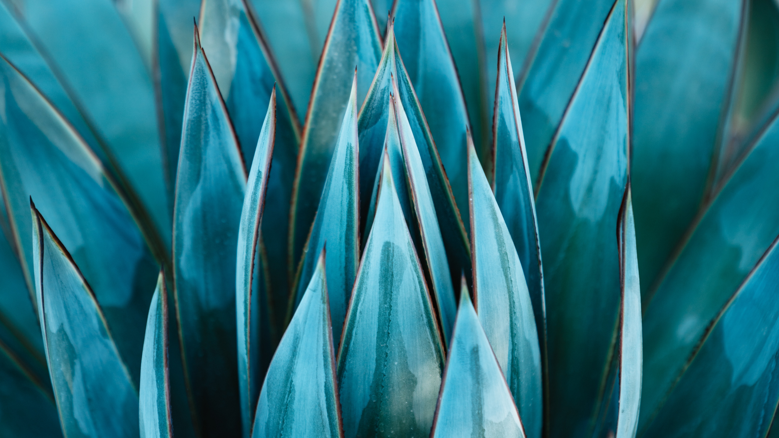 Обои кувшинка, ботаники, агавы Асуль, растение, чирок в разрешении 2560x1440