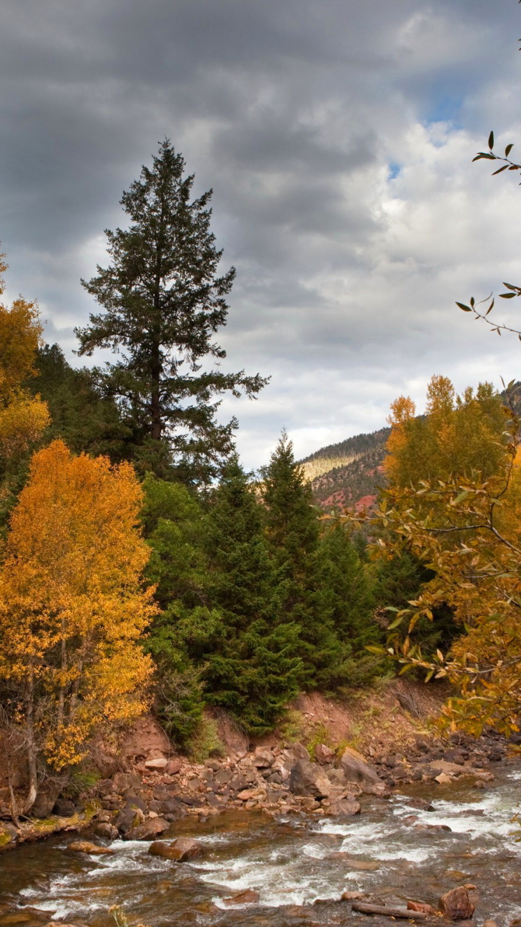 Обои лес, дерево, природа, лист, дикая местность в разрешении 750x1334