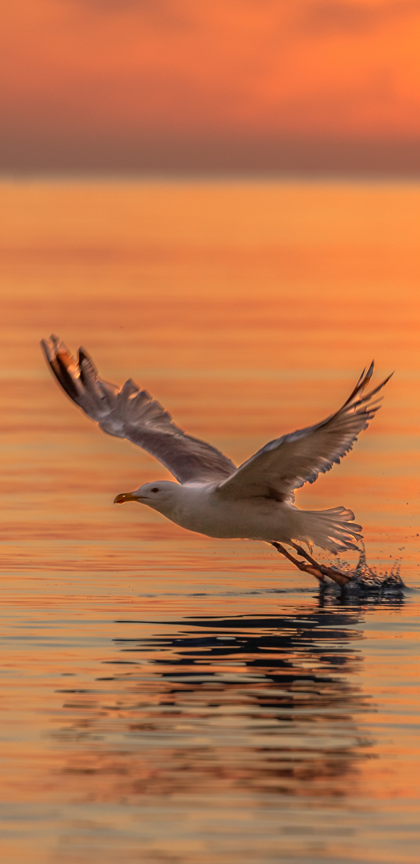 Обои чайки, морская птица, птица, закат, клюв в разрешении 1440x2960