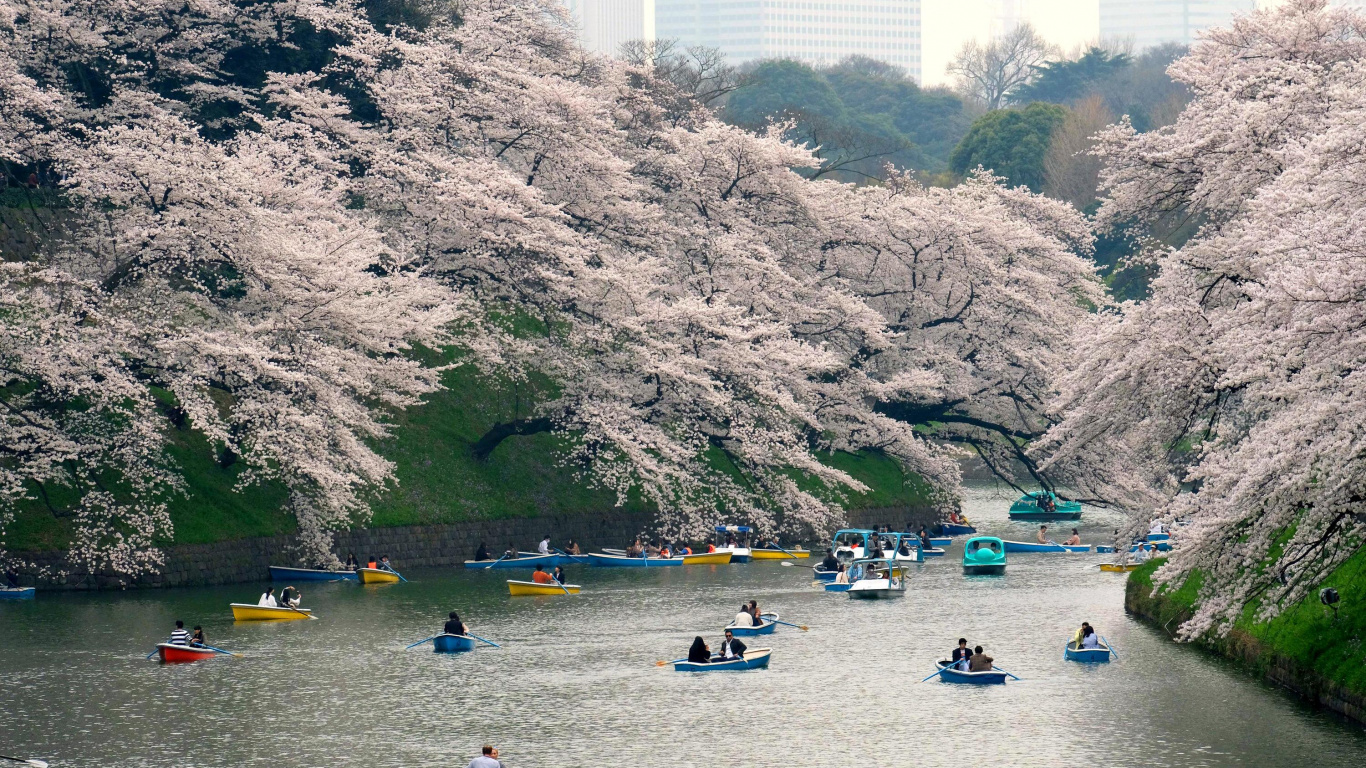 Обои цветение вишни, вишня, водный путь, цветок, реки в разрешении 1366x768