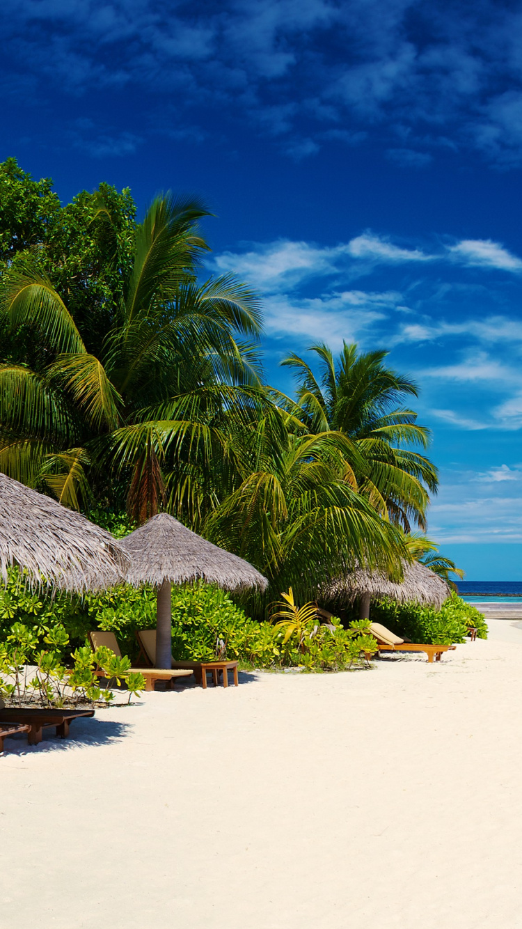 Обои тропическая зона, пляж, Карибский бассейн, море, Пальма в разрешении 750x1334