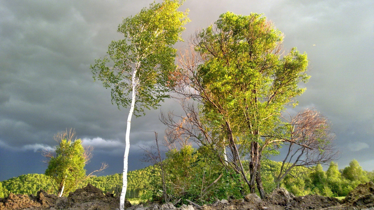 Обои растительность, ветвь, береза, дерево, древесные растения в разрешении 1280x720