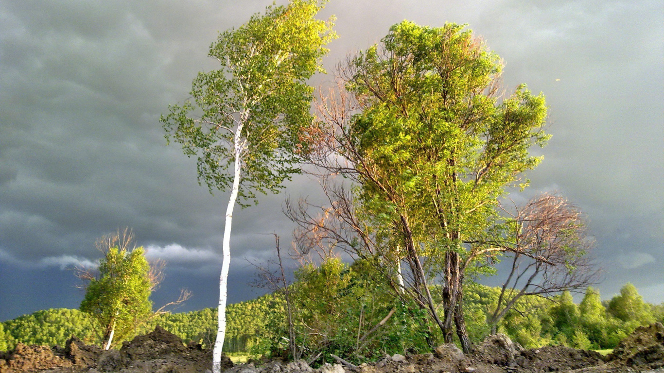 Обои растительность, ветвь, береза, дерево, древесные растения в разрешении 1366x768