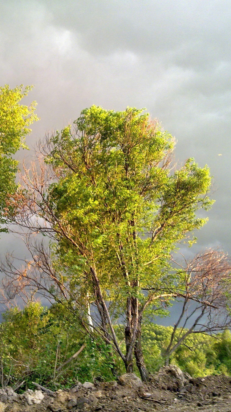 Обои растительность, ветвь, береза, дерево, древесные растения в разрешении 750x1334