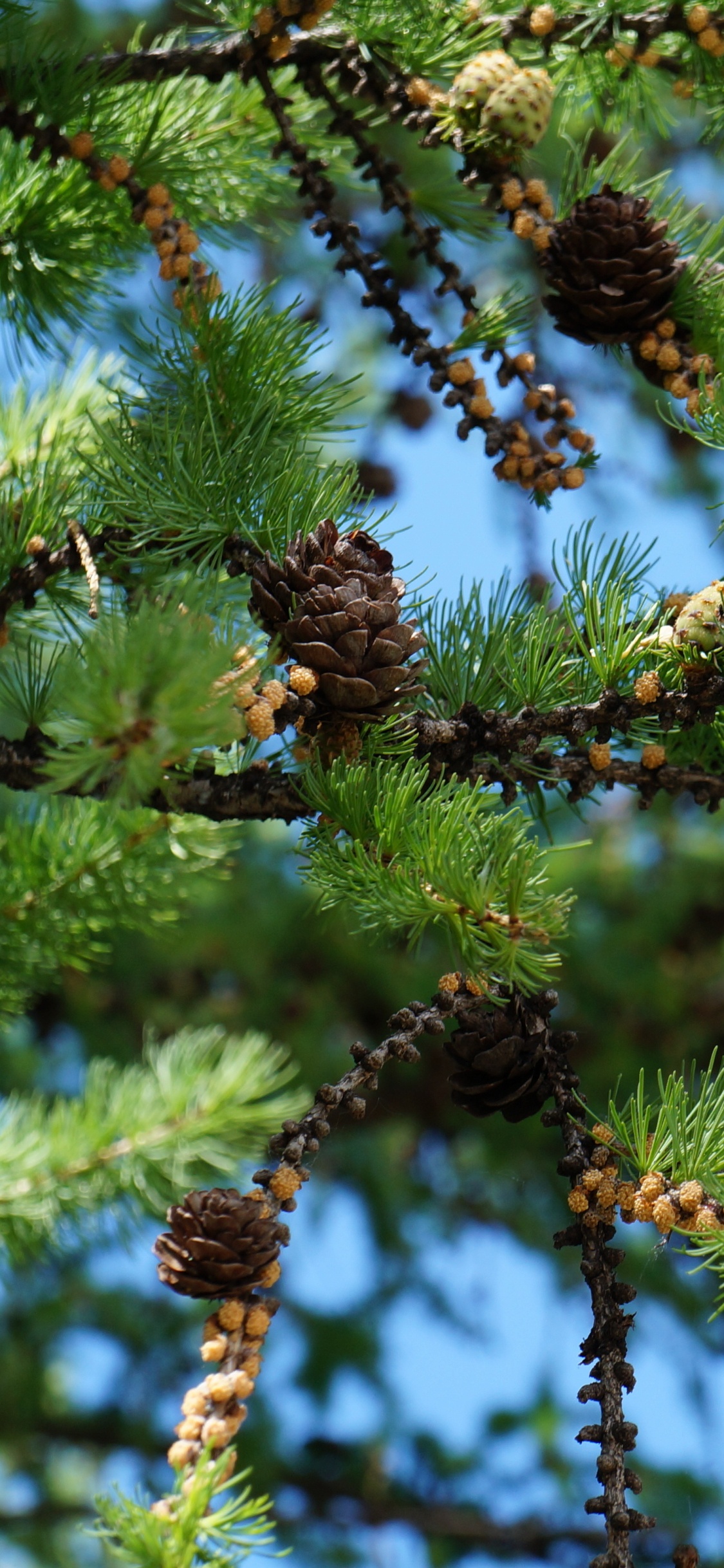 Обои ель, Хвойные, сосна, пихта, кедр в разрешении 1125x2436