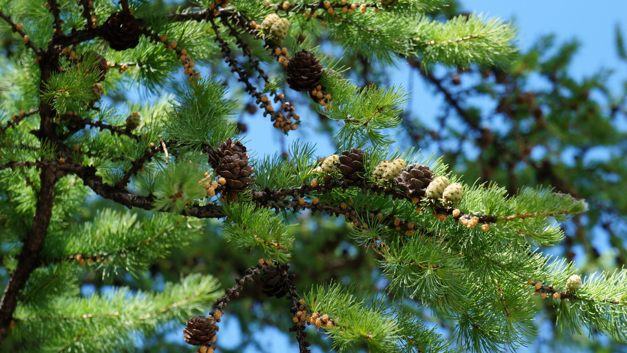 Обои ель, Хвойные, сосна, пихта, кедр в разрешении 1280x720