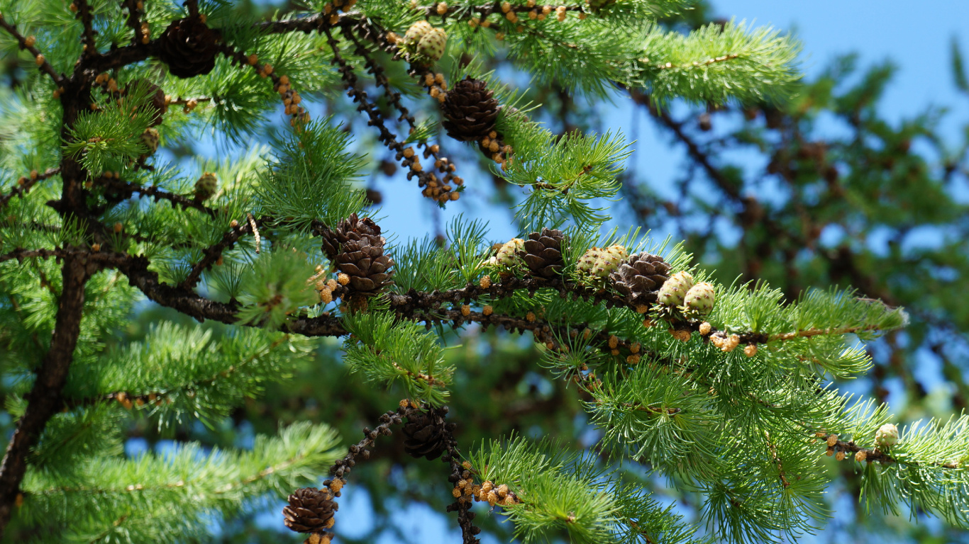 Обои ель, Хвойные, сосна, пихта, кедр в разрешении 1366x768