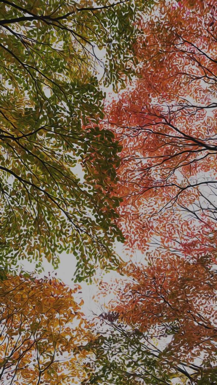 Обои лист, коричневый цвет, прут, природный ландшафт, листопадные в разрешении 720x1280