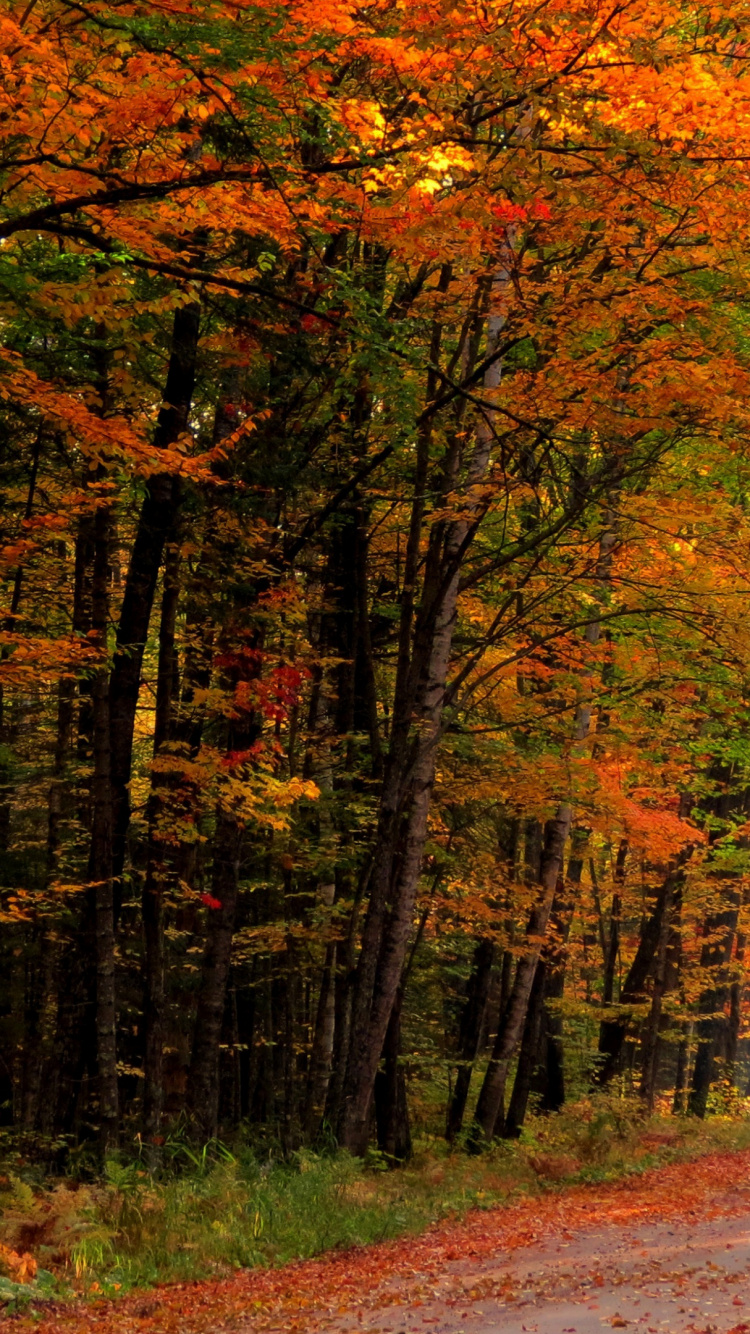 Обои осень, растение, окружающая среда, природный ландшафт, дерево в разрешении 750x1334