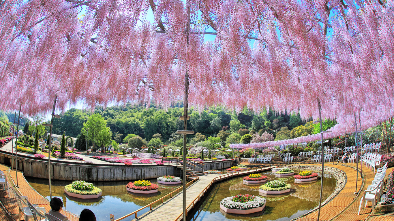 Обои Токио, весна, дерево, растение, отражение в разрешении 1366x768