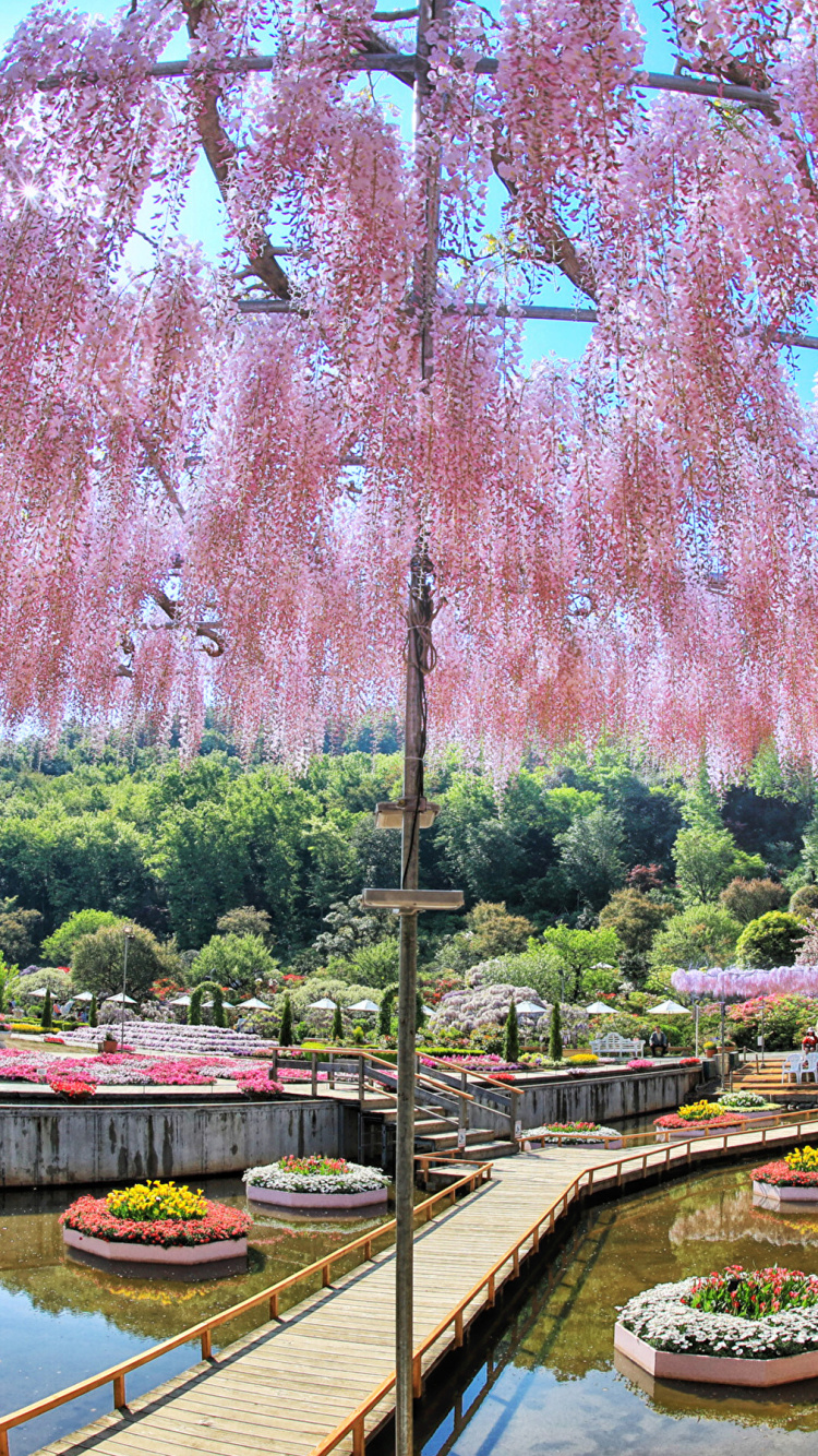 Обои Токио, весна, дерево, растение, отражение в разрешении 750x1334