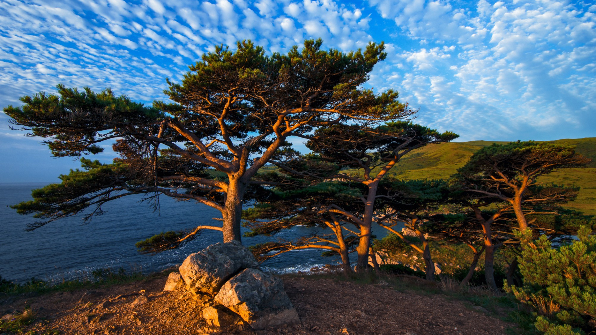 Обои сосна, дерево, природа, растительность, дикая местность в разрешении 1920x1080