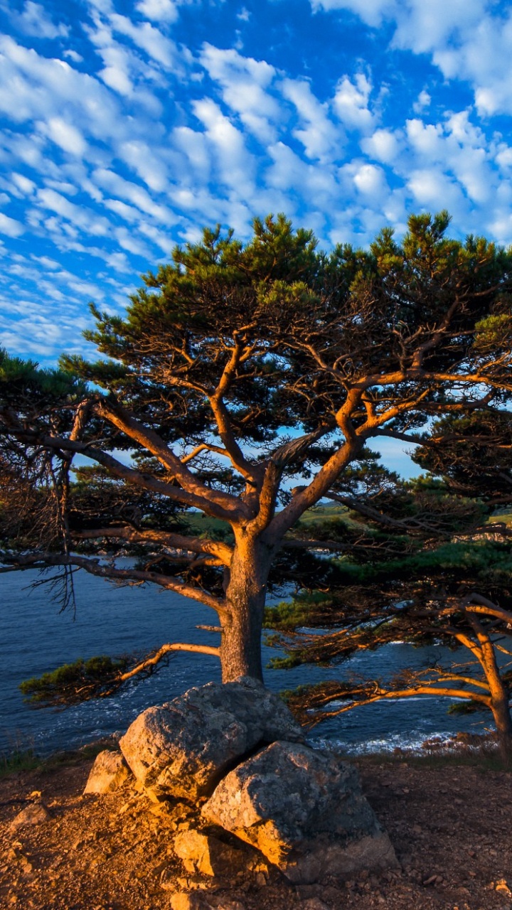 Обои сосна, дерево, природа, растительность, дикая местность в разрешении 720x1280