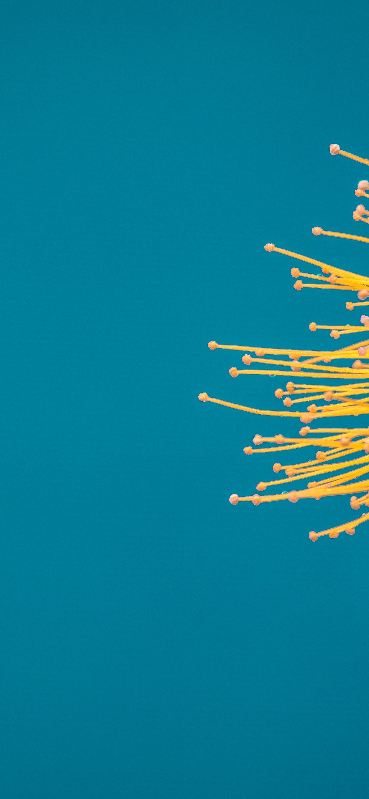 Обои цветок, котировка, вдохновляющая цитата, мотивационная цитата, утро в разрешении 1242x2688