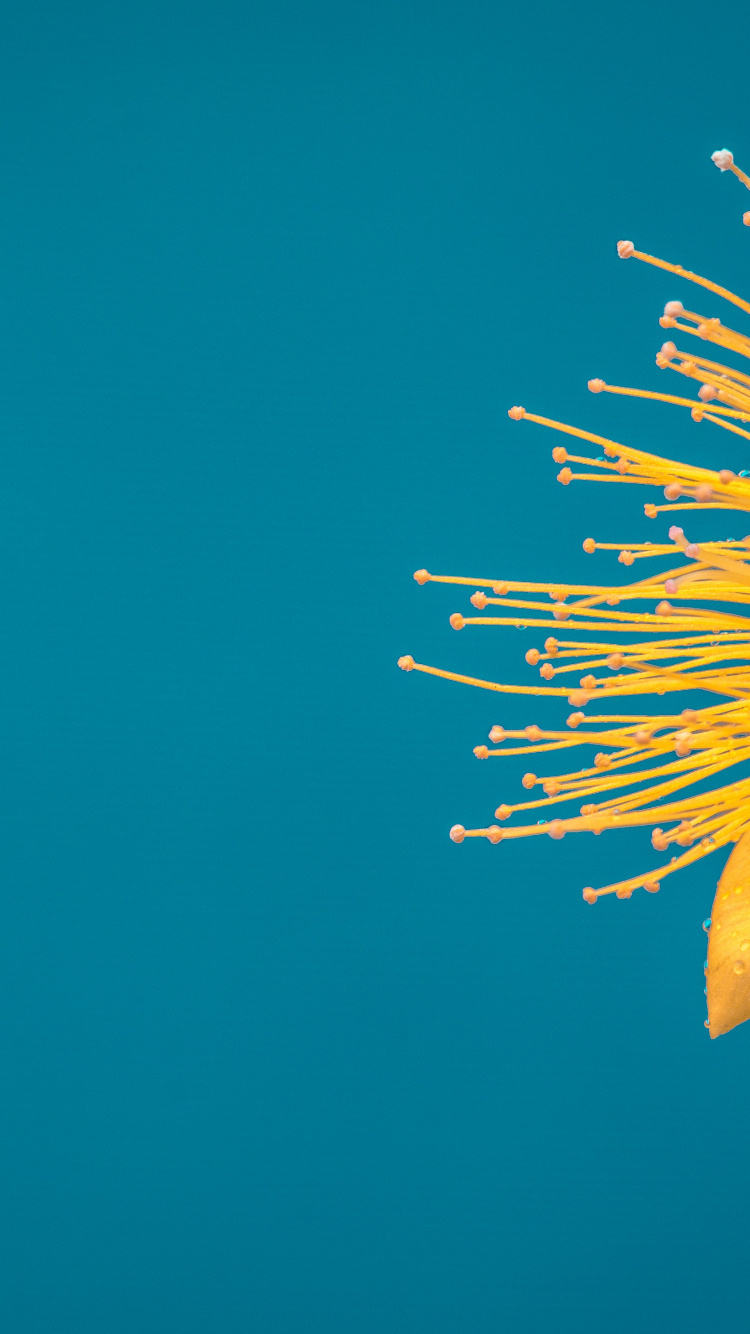 Обои цветок, котировка, вдохновляющая цитата, мотивационная цитата, утро в разрешении 750x1334