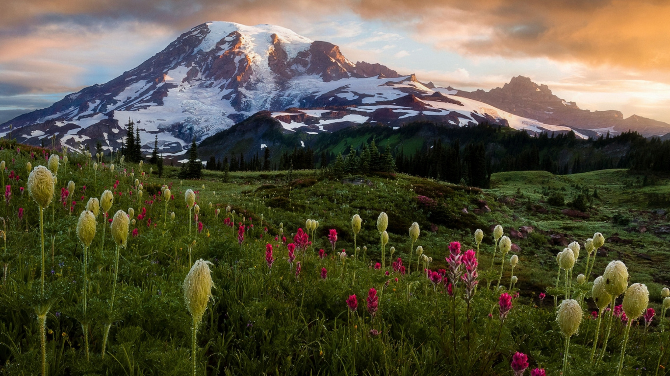 Обои полевой цветок, блог, цветок, облако, растение в разрешении 1366x768