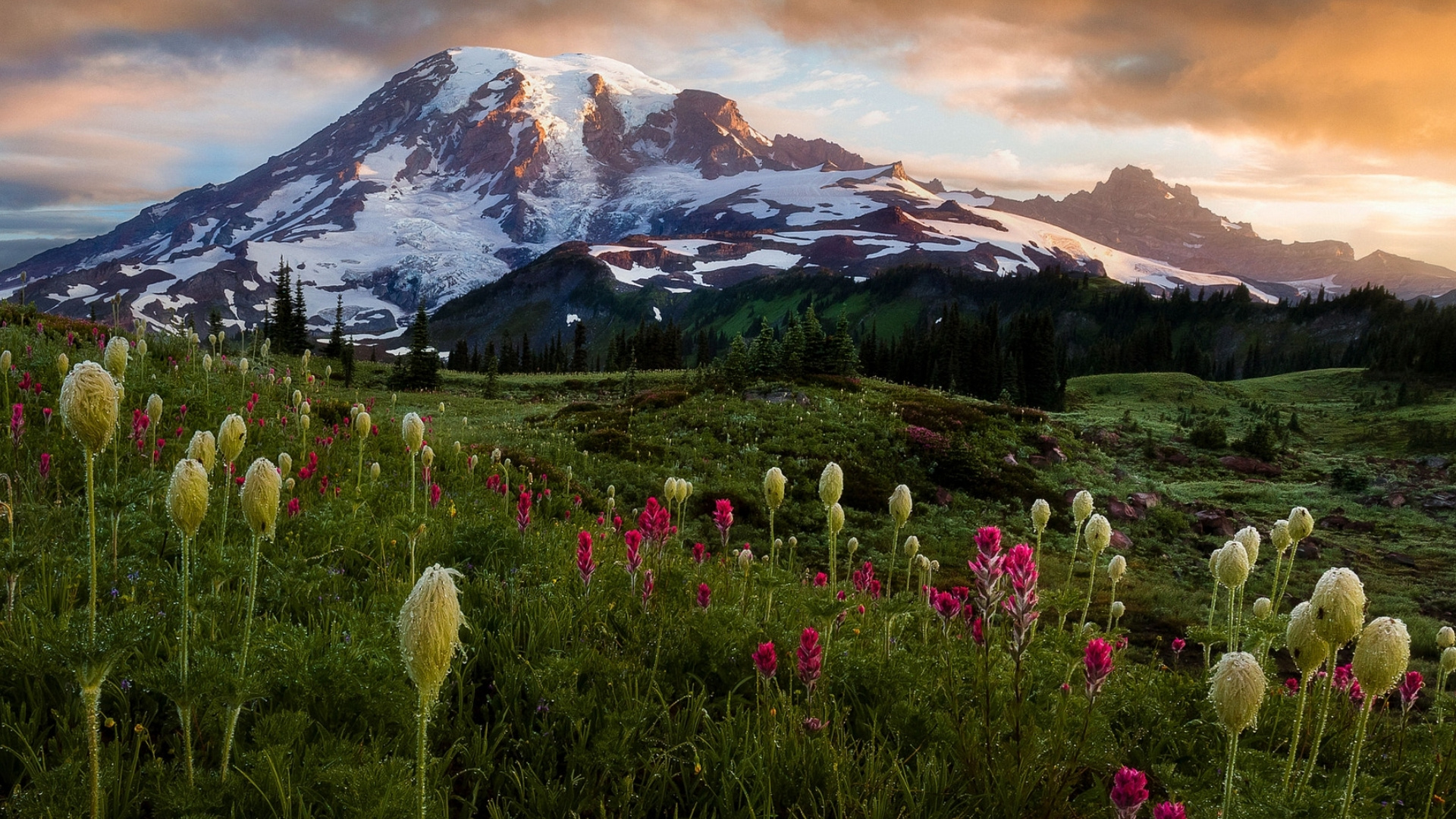 Обои полевой цветок, блог, цветок, облако, растение в разрешении 1920x1080