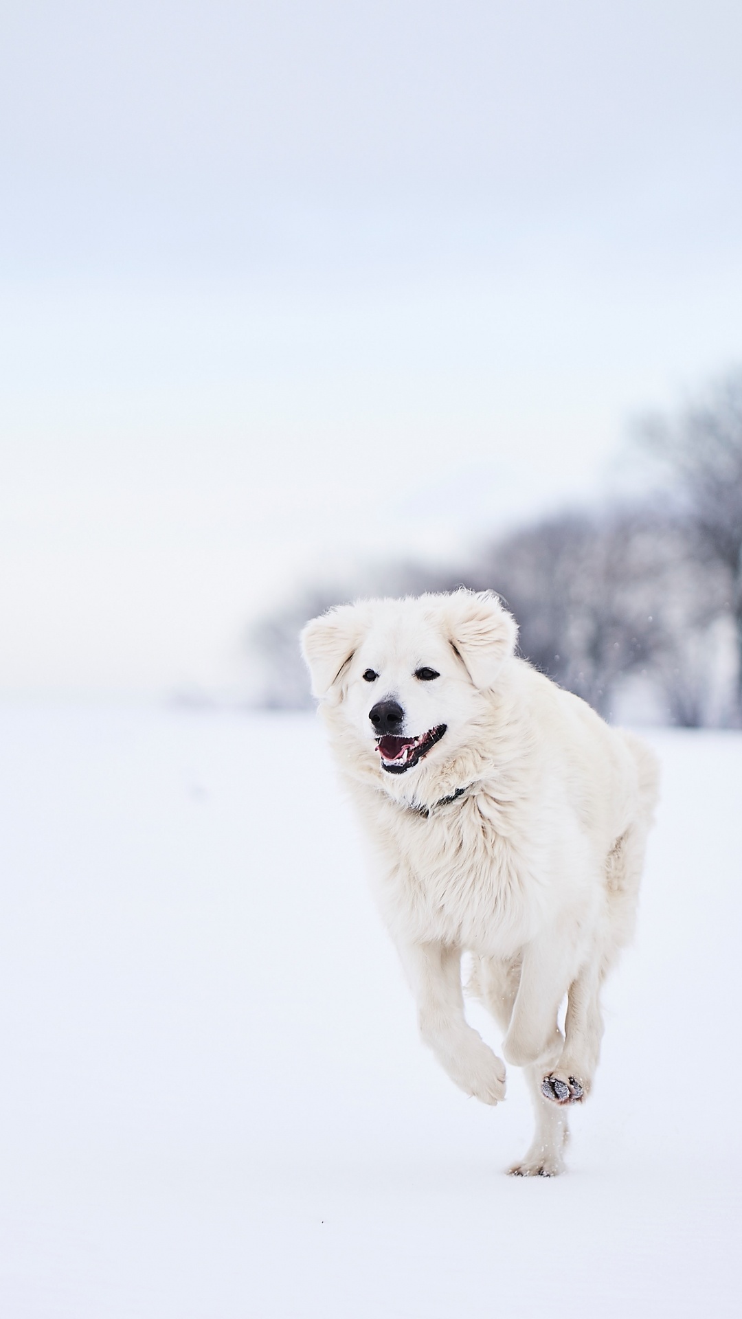 Обои великий Пиренеи, собака породы, пес, Псовые, снег в разрешении 1080x1920