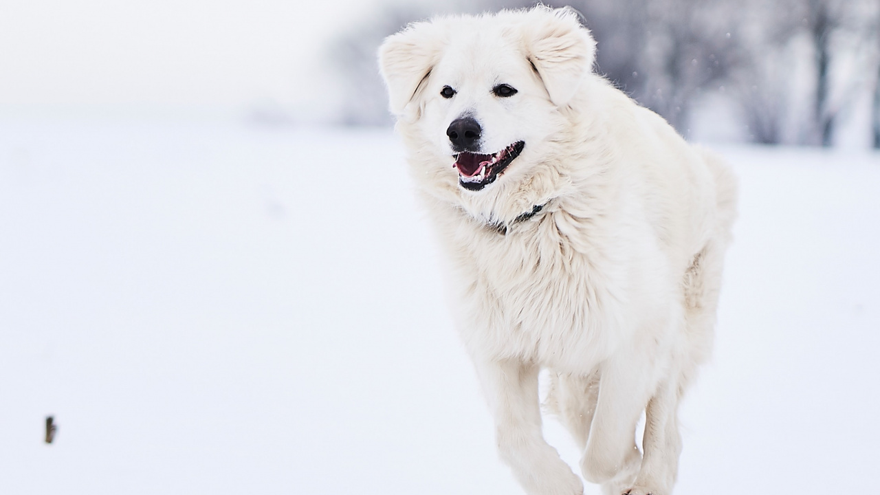 Обои великий Пиренеи, собака породы, пес, Псовые, снег в разрешении 1280x720
