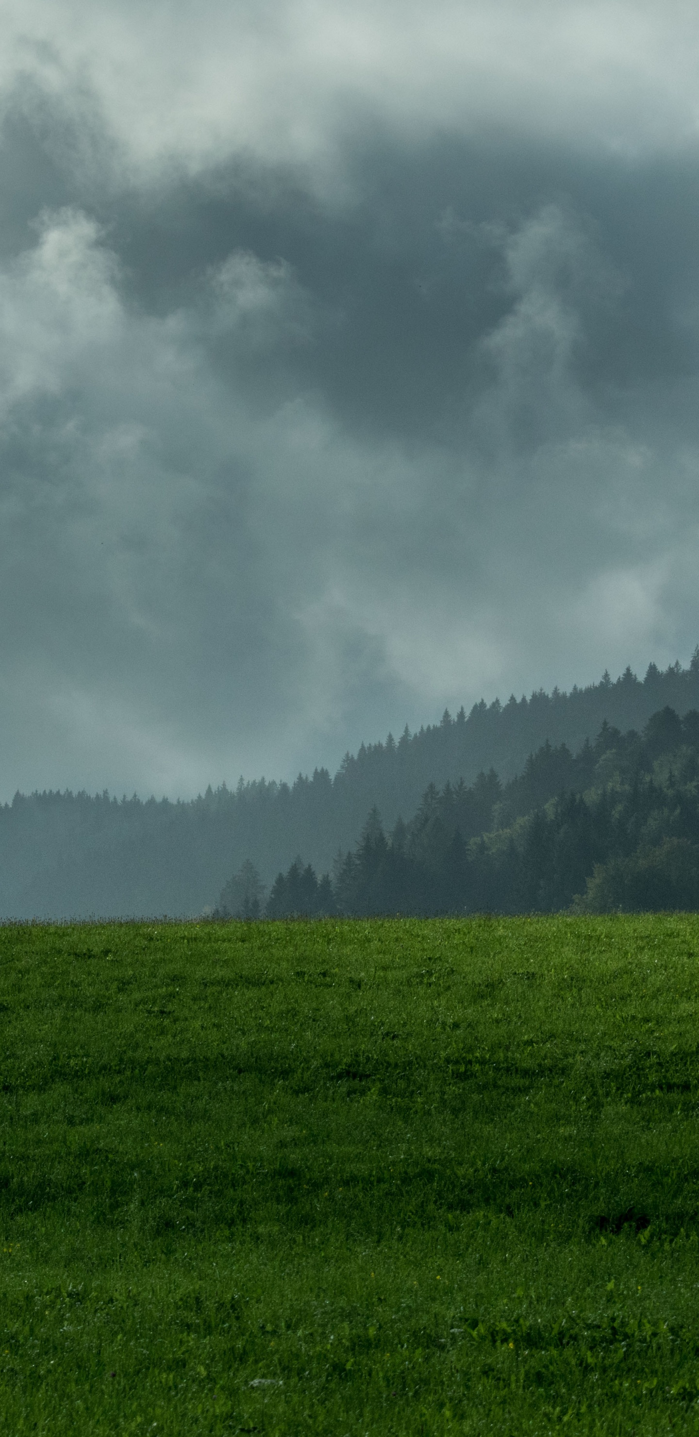 Обои растительность, дымка, горный рельеф, природный ландшафт, биом в разрешении 1440x2960