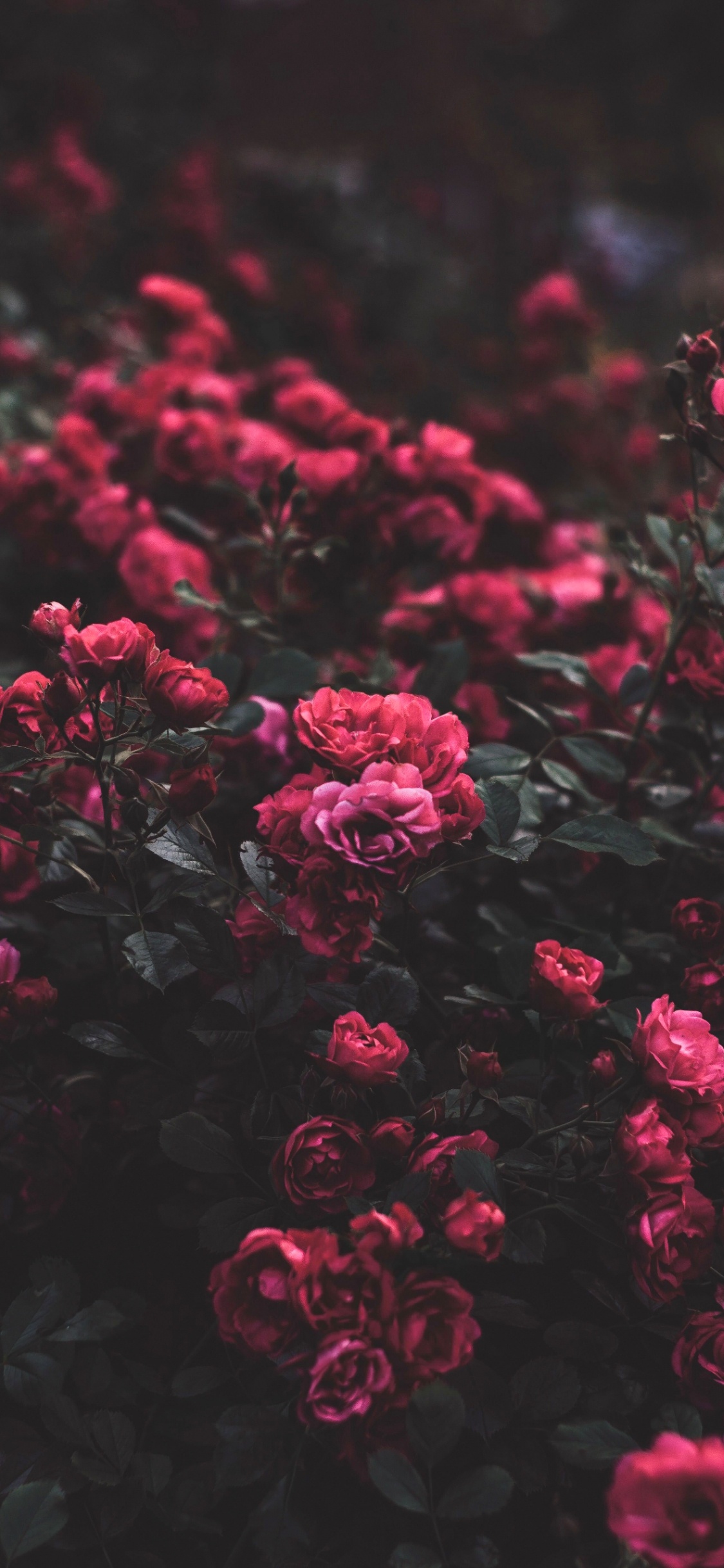 Обои цветок, Роза, сад роз, розовый, растение в разрешении 1125x2436