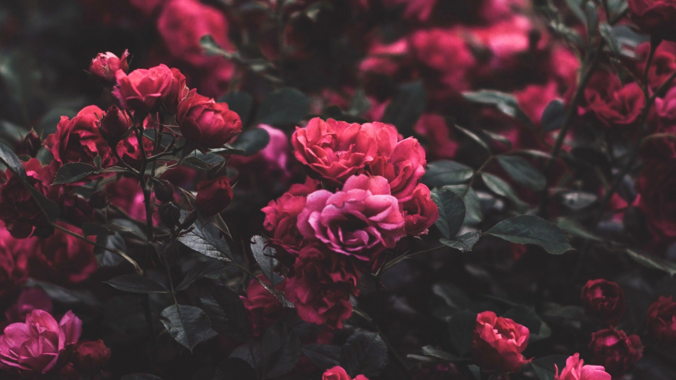 Обои цветок, Роза, сад роз, розовый, растение в разрешении 1366x768