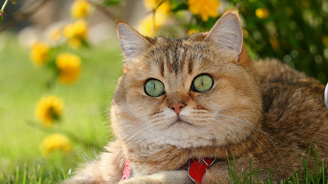 Обои британская короткошерстная, американская короткошерстная, кот, бакенбарды, полосатый кот в разрешении 1366x768