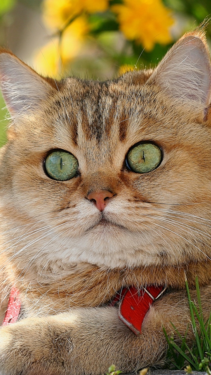 Обои британская короткошерстная, американская короткошерстная, кот, бакенбарды, полосатый кот в разрешении 720x1280