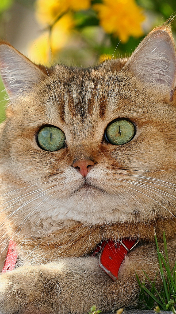 Обои британская короткошерстная, американская короткошерстная, кот, бакенбарды, полосатый кот в разрешении 750x1334