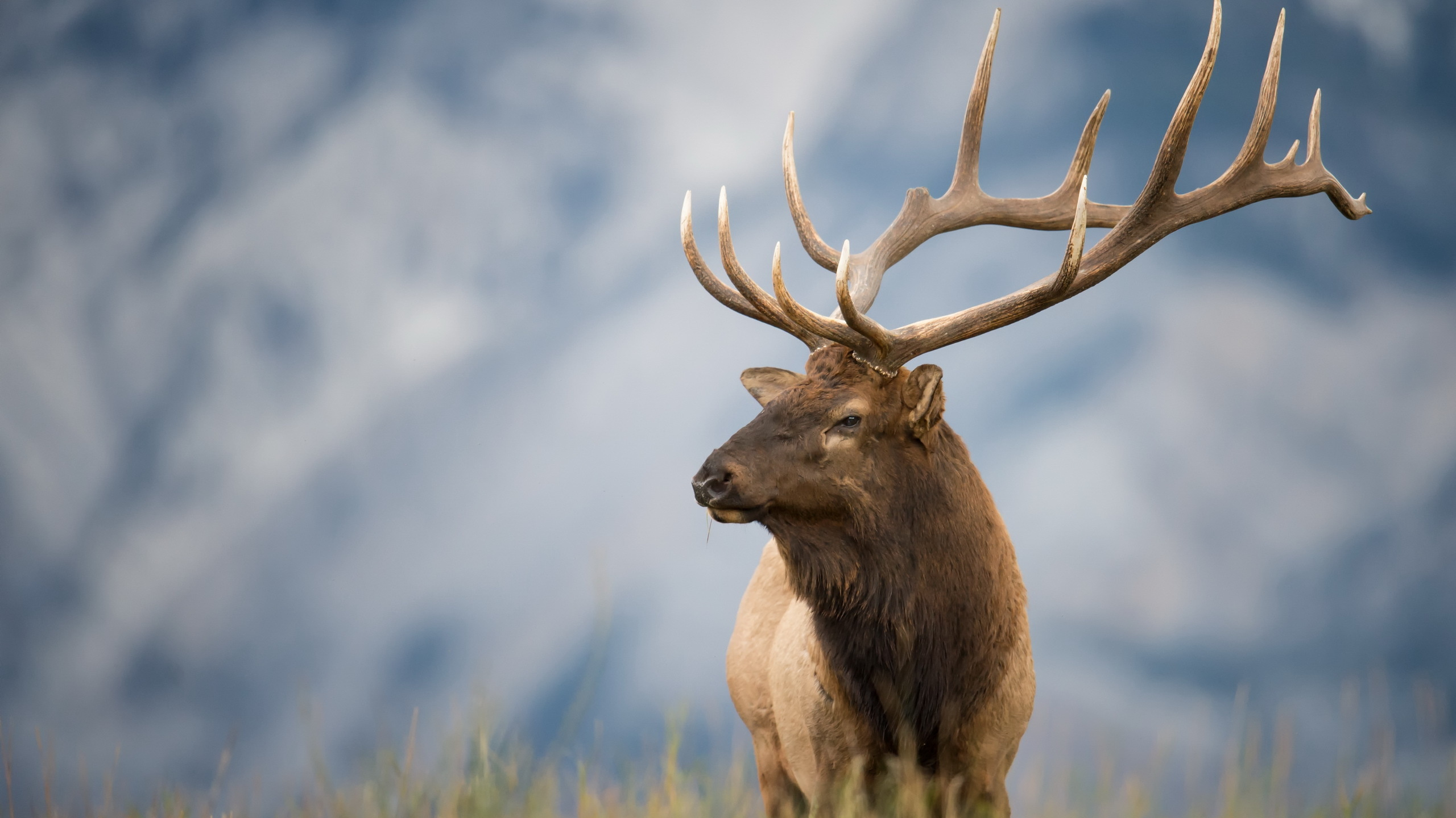 Обои живая природа, лось, олень, американский лось, Северный олень в разрешении 2560x1440