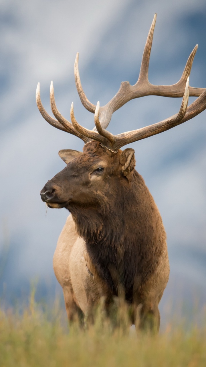 Обои живая природа, лось, олень, американский лось, Северный олень в разрешении 720x1280